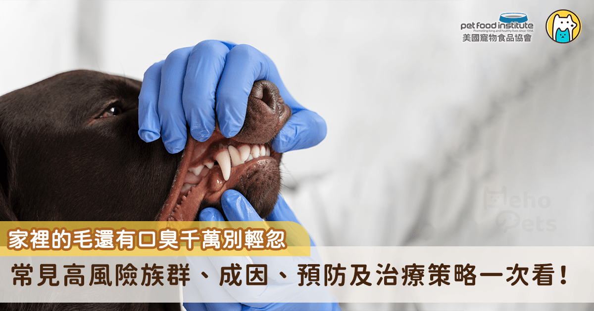 許多飼主面對寵物的口臭，總會一笑置之，「老了嘛，有口氣很正常。」然而，口臭往往是口腔內大量細菌滋生的信號。當寵物進食後，食物殘渣與唾液中的細菌會在牙齒表面形成薄膜，若未及時清潔，牙菌斑會在24至72小時內鈣化成牙結石，進而引發牙齦發炎，牙周病就此悄悄展開。