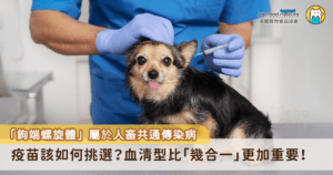 台灣夏季降頻繁加上氣溫潮濕悶熱，雨後的積水、潮濕的草地、公園裡的水坑這些日常場景可能隱藏危機-鉤端螺旋體，這並非鄉下才容易感染的疾病，台大動物醫院針對北台灣 159 隻狗狗進行調查發現，近半數確診的臨床案例皆是來自都市。