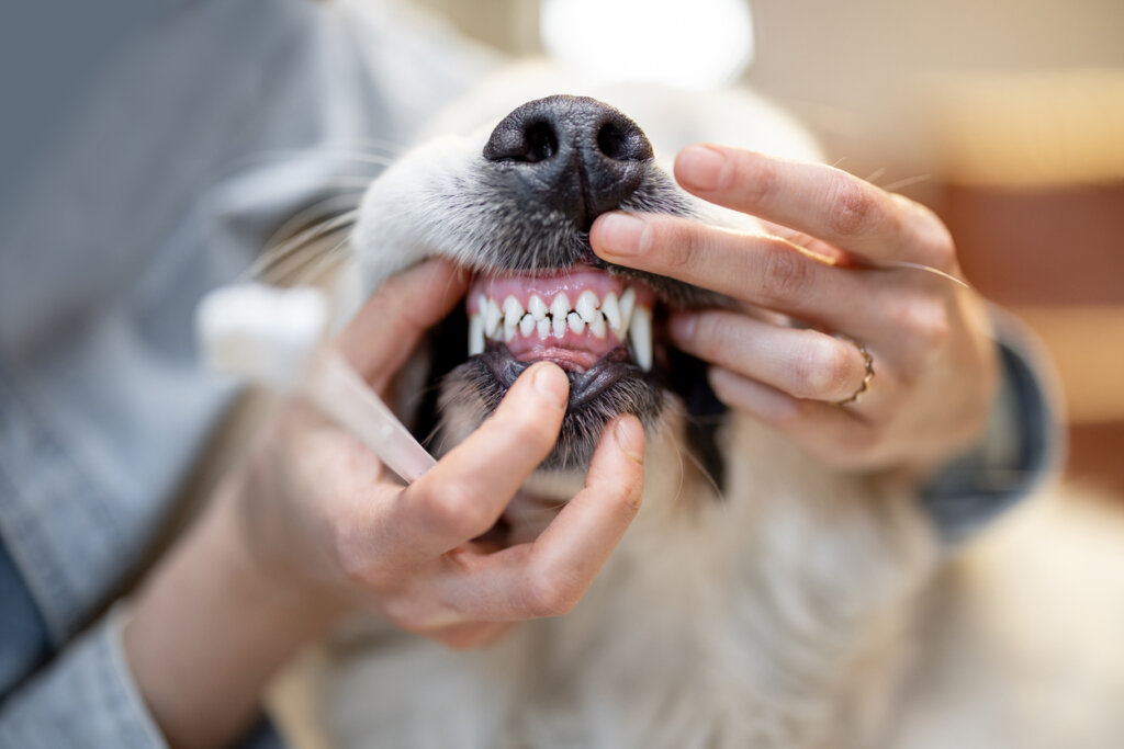 你的寵物有口臭? 飼主不可忽視的牙周病真相 許多飼主面對寵物的口臭,總會一笑置之,「老了嘛,有口氣很正常。」然而,口臭往往是口腔內大量細菌滋生的信號。當寵物進食後,食物殘渣與唾液中的細菌會在牙齒表面形成薄膜,若未及時清潔,牙菌斑會在24至72小時內鈣化成牙結石,進而引發牙齦發炎,牙周病就此悄悄展開。