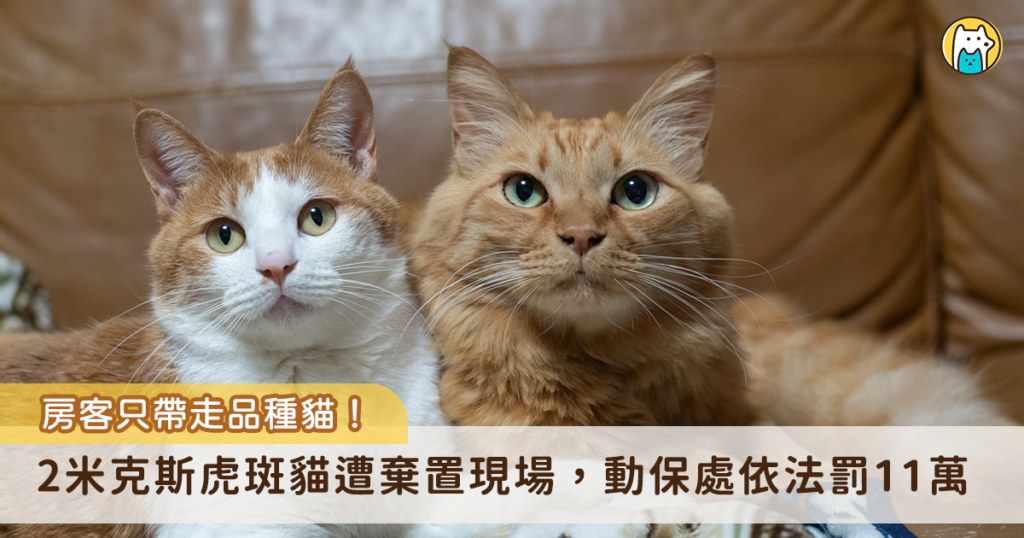 新北市土城區發生一起棄貓案，一名房客於租約到期後倉促搬離，竟將寵物貓棄置於屋內，房東餵養期間悄悄返回帶走價值較高的品種貓，獨留 2 隻米克斯貓咪在現場。新北市動保處獲報後介入調查，依違反動物保護法重罰新台幣 11 萬 3000 元。