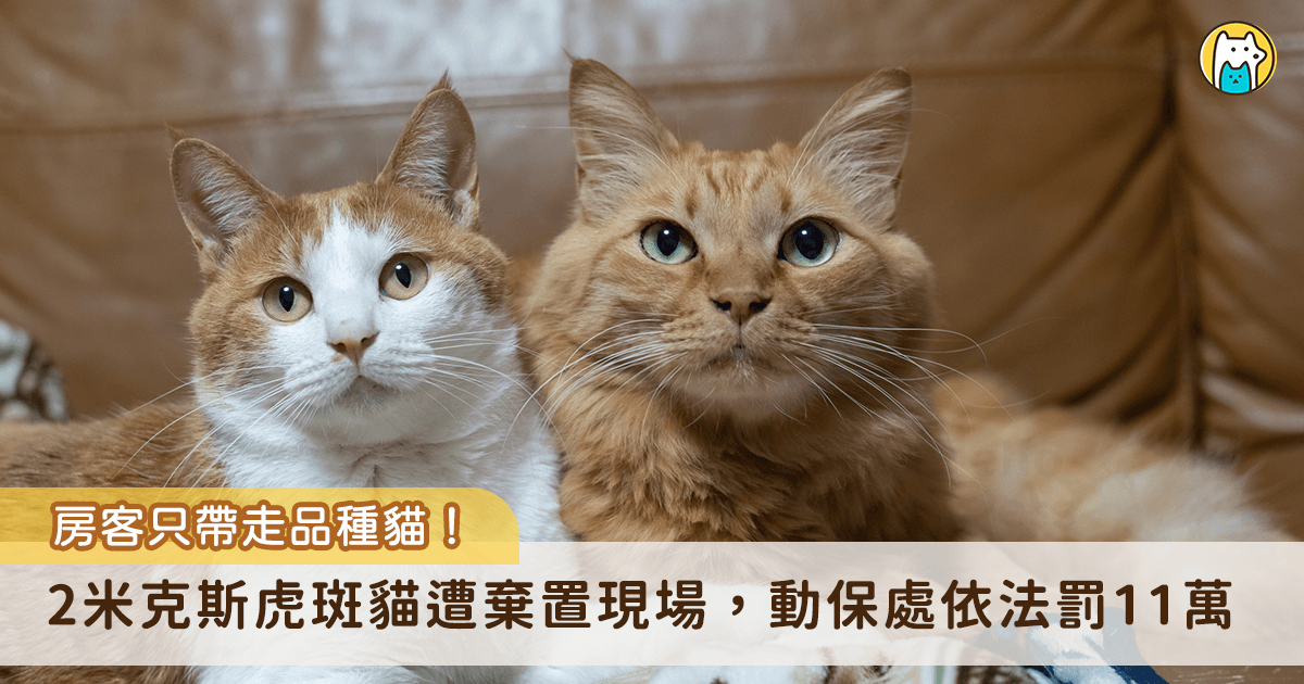 新北市土城區發生一起棄貓案，一名房客於租約到期後倉促搬離，竟將寵物貓棄置於屋內，房東餵養期間悄悄返回帶走價值較高的品種貓，獨留 2 隻米克斯貓咪在現場。新北市動保處獲報後介入調查，依違反動物保護法重罰新台幣 11 萬 3000 元。