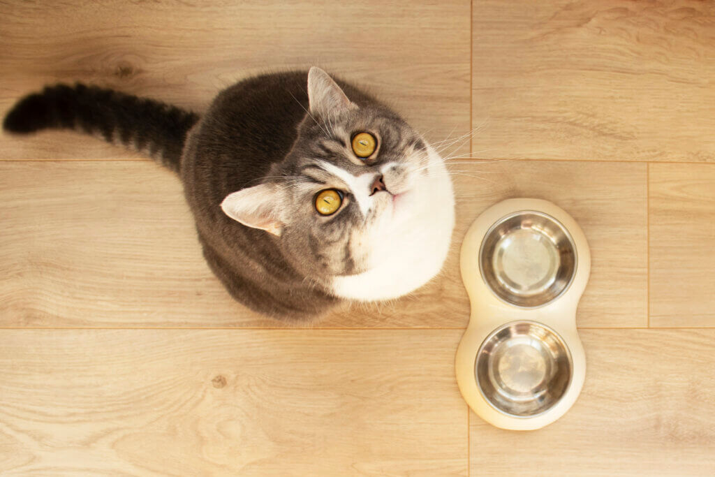 貓咪可以吃狗飼料嗎?本篇看懂貓狗所需營養差異 近年貓咪新登記的數量已陸續超過狗狗,以 2025 年為例,全台新登記的貓約 17.5 萬隻、狗約 7.7 萬隻,可見養貓正逐漸成為台灣家庭的主流選擇。同時,家裡同時養貓養狗的情況也愈發常見,看著兩包飼料的成分表好像差不多,不少飼主會想乾脆共用一包,或在貓糧見底時先拿狗飼料應急。但貓是天生的肉食動物,對某些營養的需求和雜食的狗相差甚遠,有些營養狗狗的身體能自己合成,貓咪卻只能從食物裡攝取。