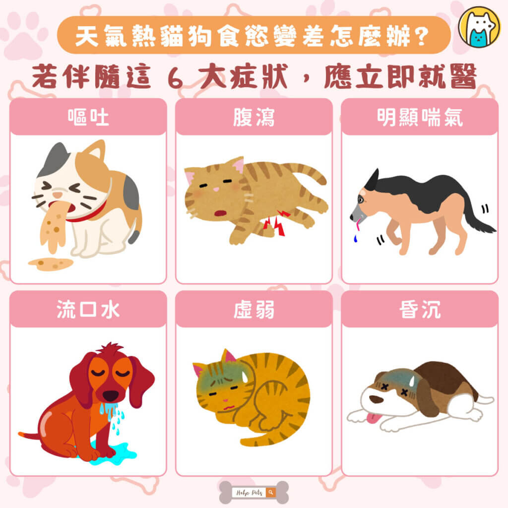 入夏後，不少飼主發現，原本一放飯就吃光的狗狗或貓咪，開始對碗裡的飼料興趣缺缺，吃幾口就離開，甚至進食時間也變得不固定。許多人第一時間會認為是挑食或飼料不合胃口，急著更換品牌或口味，卻可能讓寵物變得越來越挑嘴。