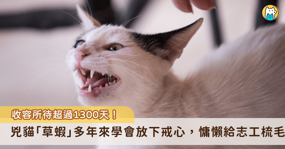 收容所的毛孩值得屬於自己的家。台北市動物之家有一隻白底虎貓班「草蝦」待在收容所超過 4 年遲遲沒有被領養，因為個性不親人加上沒有討喜的撒嬌本領，卻在志工多年的照顧下第一次卸下心防，學會重新相信人類，目前仍在等待屬於自己的幸福歸屬。