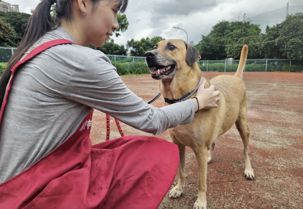 板橋動物之家去年來了一隻土黃色米克斯犬，志工將取名為「路克」具有卡通明星「史酷比」及「小逗（Dug）」的外型，超高穩定度與聰慧個性，可惜到動物之家 1 年多始終沒遇到有緣人認養。路克總是最期待每日的散步時段，但每當放風時間結束，乖巧的牠聽到志工呼喚，會乖乖給繫上牽繩，沿著內建地圖自己回到犬舍裡面。
