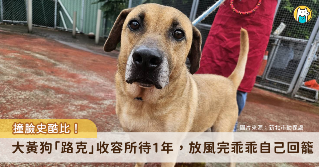 板橋動物之家去年來了一隻土黃色米克斯犬，志工將取名為「路克」具有卡通明星「史酷比」及「小逗（Dug）」的外型，超高穩定度與聰慧個性，可惜到動物之家 1 年多始終沒遇到有緣人認養。路克總是最期待每日的散步時段，但每當放風時間結束，乖巧的牠聽到志工呼喚，會乖乖給繫上牽繩，沿著內建地圖自己回到犬舍裡面。