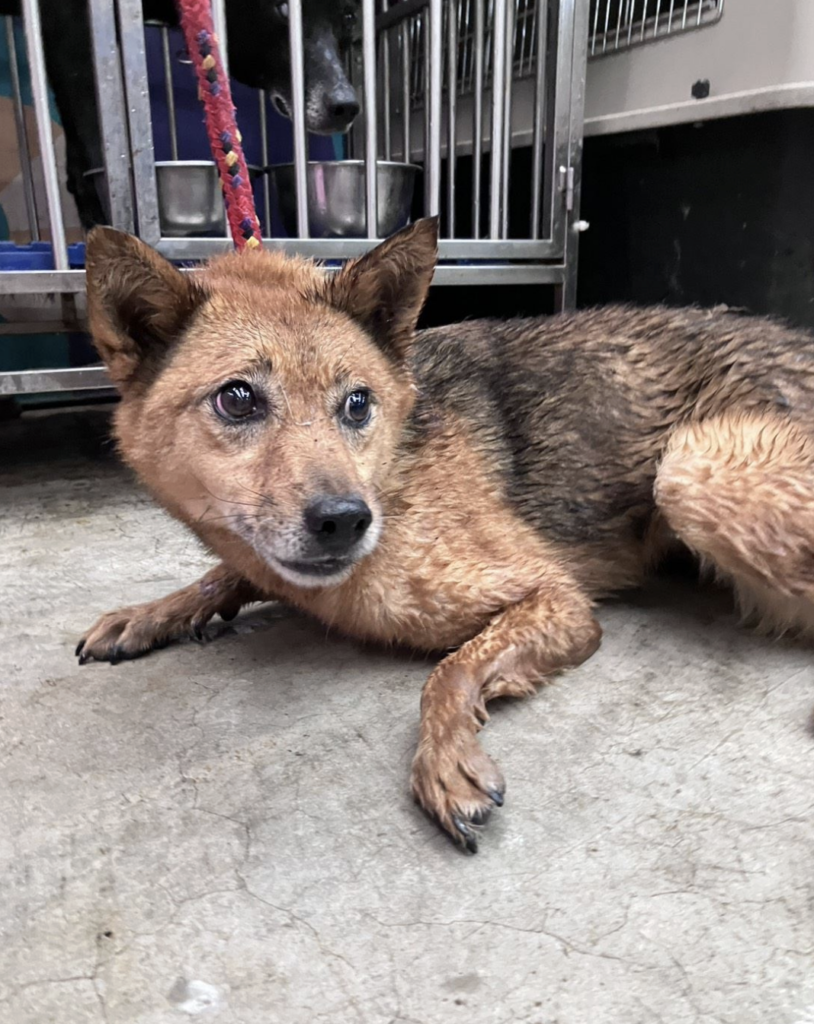 新北市坪林區一名獨居飼主日前不幸離世，留下 13 隻愛犬無家屬可以即時接手安置或照顧，動保處與警方獲報到場時，發現飼主遺體完整，其中一隻狗狗始終守候在主人身旁，不願離開，隨後由動保員協助將犬隻陸續帶回安置照護，確認健康狀況後媒合民間收容單位接續照養。動保處統計，每年約接獲 5 件獨居者往生遺留寵物案件，呼籲飼主及早規劃寵物未來照護安排，避免毛寶貝因人生變故而流離失所。