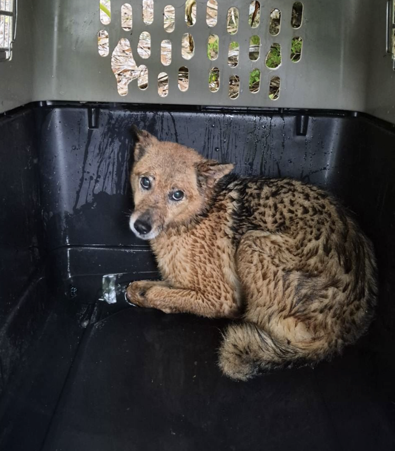 新北市坪林區一名獨居飼主日前不幸離世，留下 13 隻愛犬無家屬可以即時接手安置或照顧，動保處與警方獲報到場時，發現飼主遺體完整，其中一隻狗狗始終守候在主人身旁，不願離開，隨後由動保員協助將犬隻陸續帶回安置照護，確認健康狀況後媒合民間收容單位接續照養。動保處統計，每年約接獲 5 件獨居者往生遺留寵物案件，呼籲飼主及早規劃寵物未來照護安排，避免毛寶貝因人生變故而流離失所。