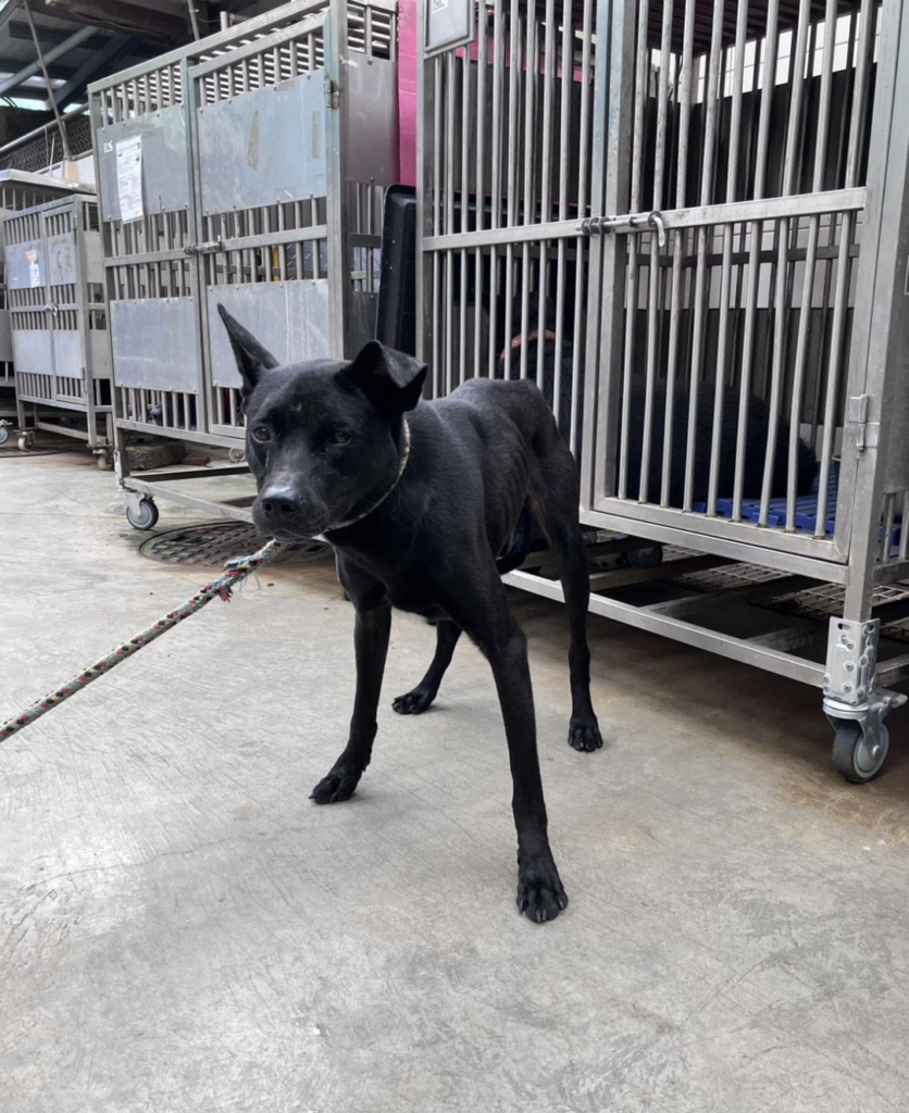 新北市坪林區一名獨居飼主日前不幸離世，留下 13 隻愛犬無家屬可以即時接手安置或照顧，動保處與警方獲報到場時，發現飼主遺體完整，其中一隻狗狗始終守候在主人身旁，不願離開，隨後由動保員協助將犬隻陸續帶回安置照護，確認健康狀況後媒合民間收容單位接續照養。動保處統計，每年約接獲 5 件獨居者往生遺留寵物案件，呼籲飼主及早規劃寵物未來照護安排，避免毛寶貝因人生變故而流離失所。