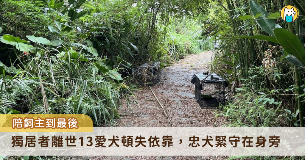 新北市坪林區一名獨居飼主日前不幸離世，留下 13 隻愛犬無家屬可以即時接手安置或照顧，動保處與警方獲報到場時，發現飼主遺體完整，其中一隻狗狗始終守候在主人身旁，不願離開，隨後由動保員協助將犬隻陸續帶回安置照護，確認健康狀況後媒合民間收容單位接續照養。動保處統計，每年約接獲 5 件獨居者往生遺留寵物案件，呼籲飼主及早規劃寵物未來照護安排，避免毛寶貝因人生變故而流離失所。