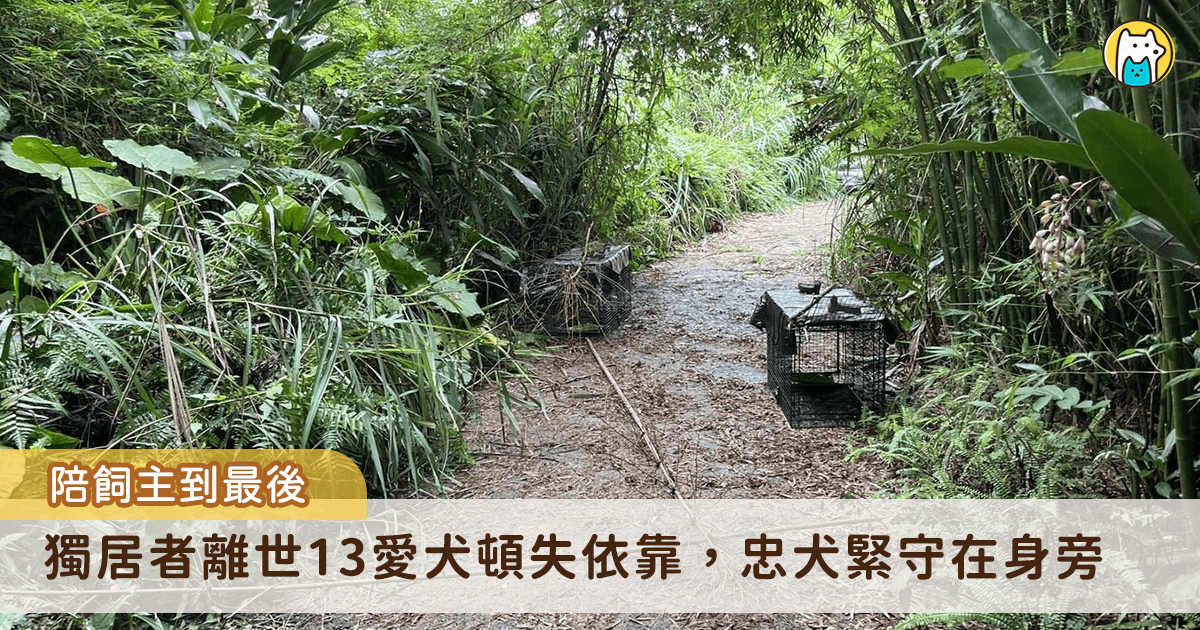 新北市坪林區一名獨居飼主日前不幸離世，留下 13 隻愛犬無家屬可以即時接手安置或照顧，動保處與警方獲報到場時，發現飼主遺體完整，其中一隻狗狗始終守候在主人身旁，不願離開，隨後由動保員協助將犬隻陸續帶回安置照護，確認健康狀況後媒合民間收容單位接續照養。動保處統計，每年約接獲 5 件獨居者往生遺留寵物案件，呼籲飼主及早規劃寵物未來照護安排，避免毛寶貝因人生變故而流離失所。