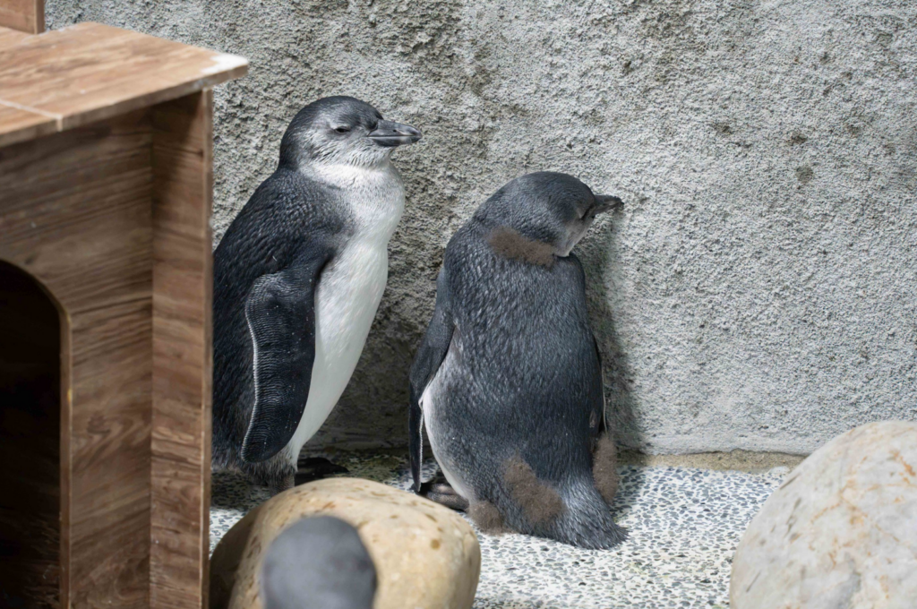 動物園增 6 黑腳企鵝寶寶「轉大人」換羽 保育員笑稱每天造型都不一樣 台北市立動物園 2026 年由 4 對不同親鳥誕下的 6 顆黑腳企鵝受精蛋接連孵化,目前已有 3 隻黑腳企鵝寶寶加入大家族,開始與大家見面。企鵝寶寶約 2 個月大時會開始換羽,褪去灰色絨毛正式成為亞成鳥,換羽的過渡期讓保育圓笑稱,這些企鵝寶寶每天的造型都不一樣。