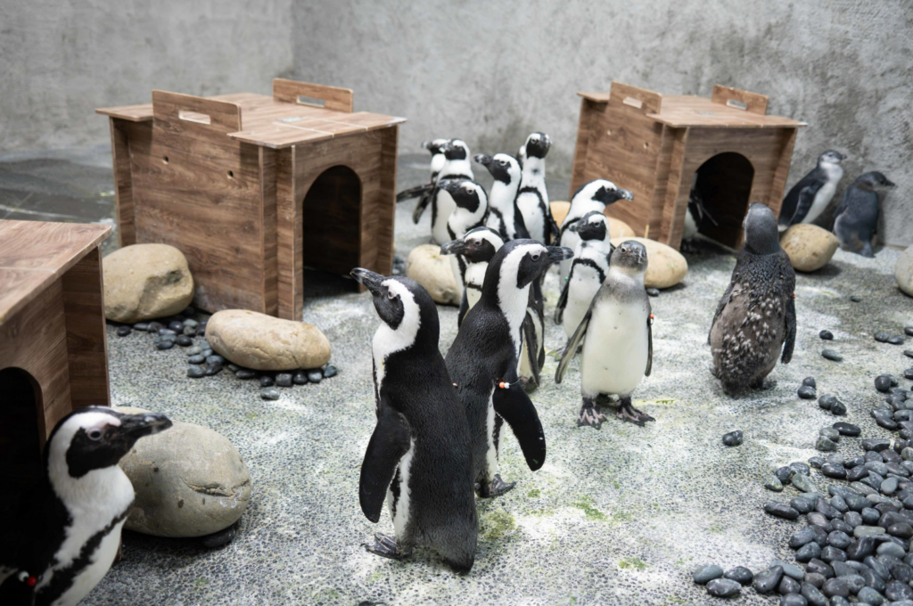 動物園增 6 黑腳企鵝寶寶「轉大人」換羽 保育員笑稱每天造型都不一樣 台北市立動物園 2026 年由 4 對不同親鳥誕下的 6 顆黑腳企鵝受精蛋接連孵化,目前已有 3 隻黑腳企鵝寶寶加入大家族,開始與大家見面。企鵝寶寶約 2 個月大時會開始換羽,褪去灰色絨毛正式成為亞成鳥,換羽的過渡期讓保育圓笑稱,這些企鵝寶寶每天的造型都不一樣。