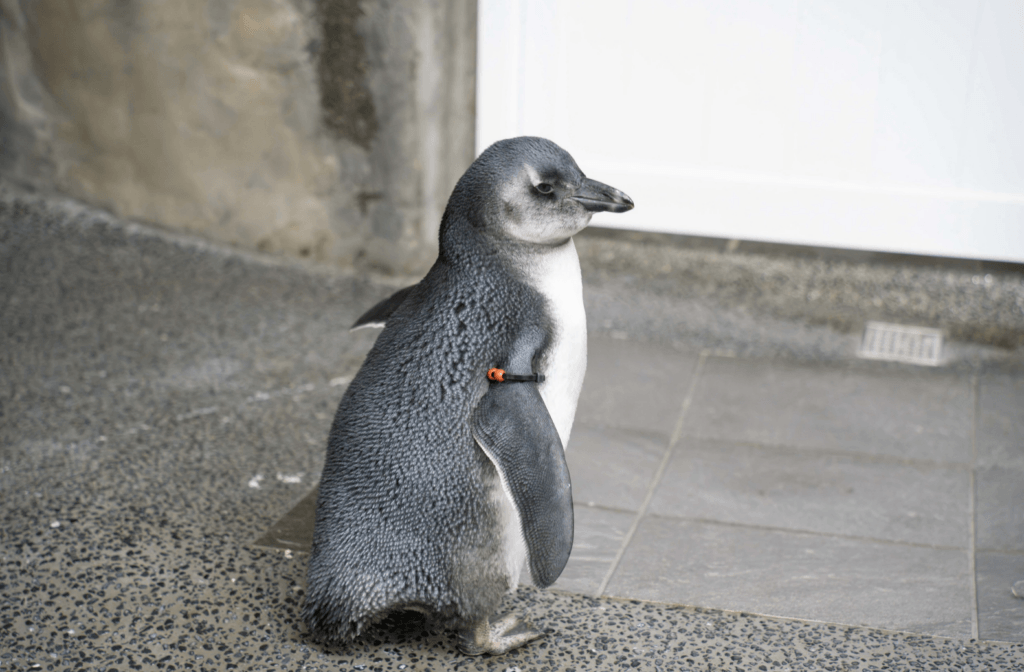 動物園增 6 黑腳企鵝寶寶「轉大人」換羽 保育員笑稱每天造型都不一樣 台北市立動物園 2026 年由 4 對不同親鳥誕下的 6 顆黑腳企鵝受精蛋接連孵化,目前已有 3 隻黑腳企鵝寶寶加入大家族,開始與大家見面。企鵝寶寶約 2 個月大時會開始換羽,褪去灰色絨毛正式成為亞成鳥,換羽的過渡期讓保育圓笑稱,這些企鵝寶寶每天的造型都不一樣。