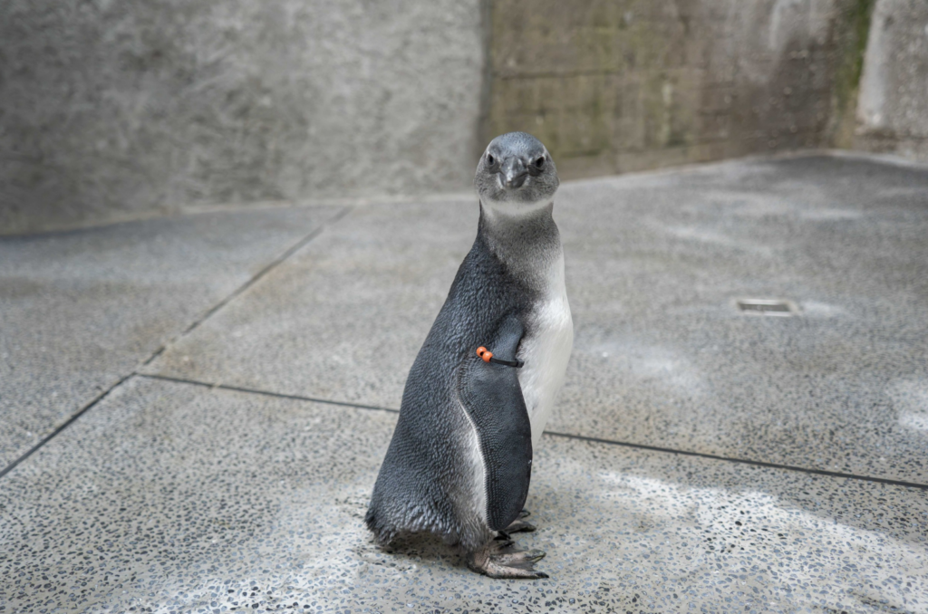 動物園增 6 黑腳企鵝寶寶「轉大人」換羽 保育員笑稱每天造型都不一樣 台北市立動物園 2026 年由 4 對不同親鳥誕下的 6 顆黑腳企鵝受精蛋接連孵化,目前已有 3 隻黑腳企鵝寶寶加入大家族,開始與大家見面。企鵝寶寶約 2 個月大時會開始換羽,褪去灰色絨毛正式成為亞成鳥,換羽的過渡期讓保育圓笑稱,這些企鵝寶寶每天的造型都不一樣。