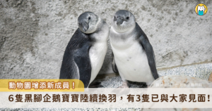 台北市立動物園 2026 年由 4 對不同親鳥誕下的 6 顆黑腳企鵝受精蛋接連孵化，目前已有 3 隻黑腳企鵝寶寶加入大家族，開始與大家見面。企鵝寶寶約 2 個月大時會開始換羽，褪去灰色絨毛正式成為亞成鳥，換羽的過渡期讓保育圓笑稱，這些企鵝寶寶每天的造型都不一樣。