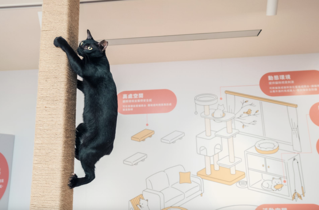 全台寵物飼養數量超越新生兒，動物福祉和飼主責任更受重視，新北市打造全國首座「幸福喵樂宅－貓友善空間示範區」，今（17）日由市長侯友宜掛牌啟用，館內以「貓咪生命時間軸」為主題，從幼齡、成年到老齡介紹不同生命階段的照護重點，並設置開放空間給有意願領養貓咪的民眾前去互動。