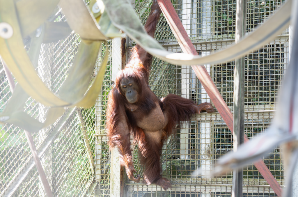 動物園早產紅毛猩猩「乙寶」能自主呼吸 動物園:還不算脫離危險 台北市立動物園婆羅洲紅毛猩猩「可乙」於今(2026)年 6 月 29 日經剖腹產下一對早產雙胞胎。雙胞胎中的「小寶」因早產併發呼吸窘迫症候群夭亡;「乙寶(大寶)」則持續接受密集醫療照護。動物園近日更新近況,乙寶逐漸建立自主呼吸,但因肺部塌陷和發炎情形,仍須以高流量鼻導管協助,且早產幼仔各器官仍在發育,病況可能出現變化,現階段還不算脫離險境。
