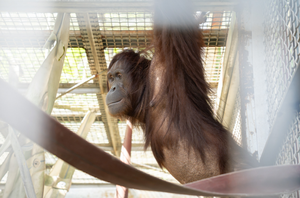 動物園早產紅毛猩猩「乙寶」能自主呼吸 動物園:還不算脫離危險 台北市立動物園婆羅洲紅毛猩猩「可乙」於今(2026)年 6 月 29 日經剖腹產下一對早產雙胞胎。雙胞胎中的「小寶」因早產併發呼吸窘迫症候群夭亡;「乙寶(大寶)」則持續接受密集醫療照護。動物園近日更新近況,乙寶逐漸建立自主呼吸,但因肺部塌陷和發炎情形,仍須以高流量鼻導管協助,且早產幼仔各器官仍在發育,病況可能出現變化,現階段還不算脫離險境。