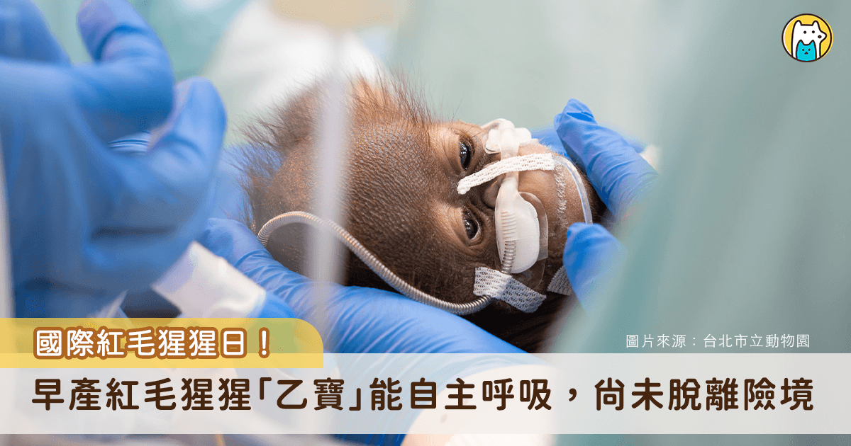 台北市立動物園婆羅洲紅毛猩猩「可乙」於今（2026）年 6 月 29 日經剖腹產下一對早產雙胞胎。雙胞胎中的「小寶」因早產併發呼吸窘迫症候群夭亡；「乙寶（大寶）」則持續接受密集醫療照護。動物園近日更新近況，乙寶逐漸建立自主呼吸，但因肺部塌陷和發炎情形，仍須以高流量鼻導管協助，且早產幼仔各器官仍在發育，病況可能出現變化，現階段還不算脫離險境。