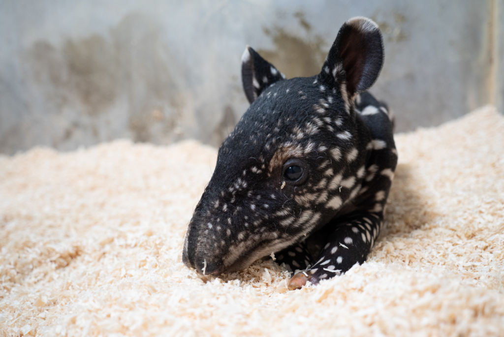 北市動物園迎接新生命! 馬來貘「Putri」順產女寶寶 台北市立動物園傳出好消息,馬來貘「Putri」今(2026)年於 8 月 17 日晚上 23 時 51 分順利產下一仔,是個女生貘寶寶,出生體重 8.6 公斤,出生後不久會開始自行尋找媽媽的奶,大約在 5 點 30 分左右貘寶寶終於喝到初乳,同時也是馬來貘「Putri」的第 2 個寶寶。