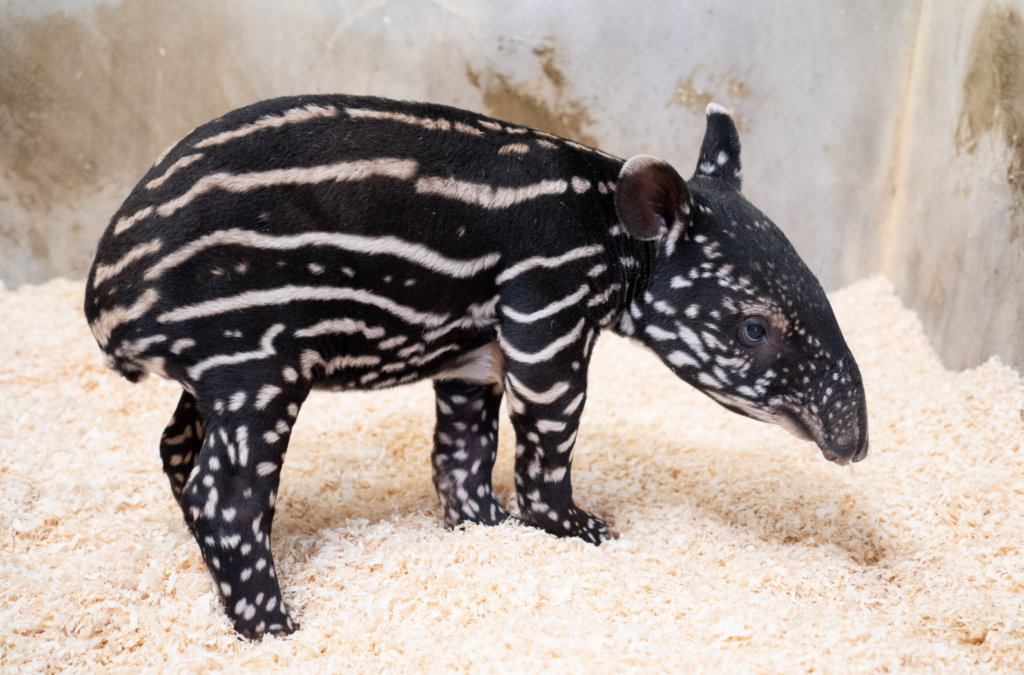 北市動物園迎接新生命! 馬來貘「Putri」順產女寶寶 台北市立動物園傳出好消息,馬來貘「Putri」今(2026)年於 8 月 17 日晚上 23 時 51 分順利產下一仔,是個女生貘寶寶,出生體重 8.6 公斤,出生後不久會開始自行尋找媽媽的奶,大約在 5 點 30 分左右貘寶寶終於喝到初乳,同時也是馬來貘「Putri」的第 2 個寶寶。