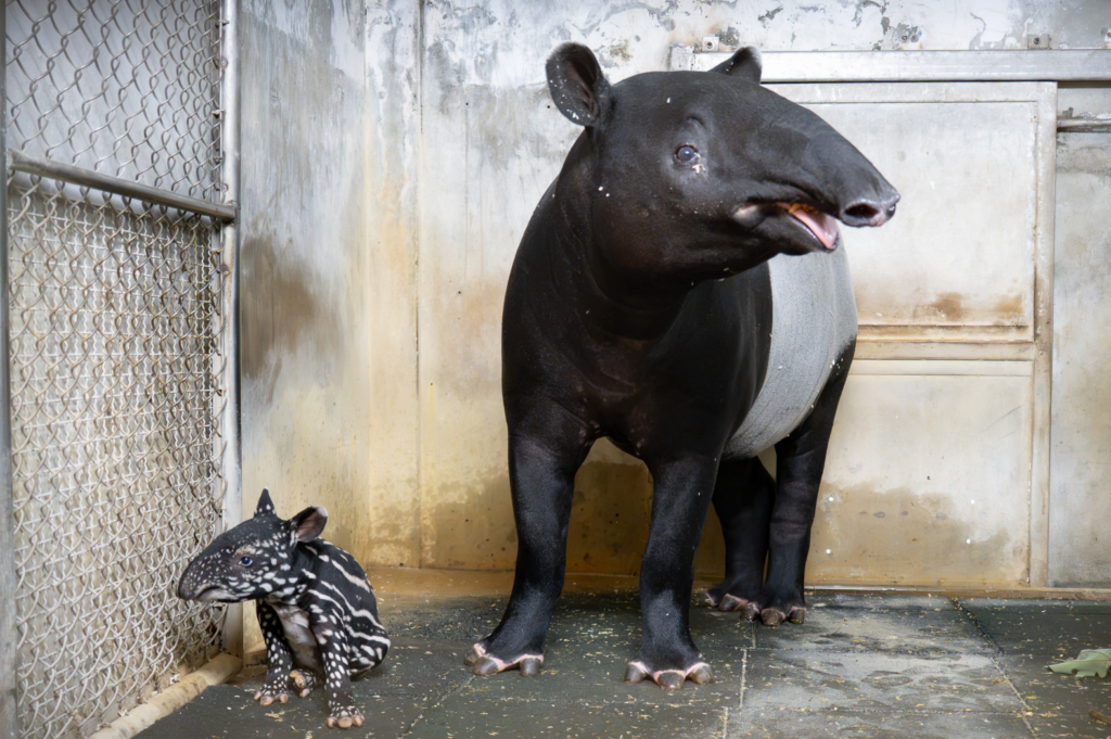 北市動物園迎接新生命! 馬來貘「Putri」順產女寶寶 台北市立動物園傳出好消息,馬來貘「Putri」今(2026)年於 8 月 17 日晚上 23 時 51 分順利產下一仔,是個女生貘寶寶,出生體重 8.6 公斤,出生後不久會開始自行尋找媽媽的奶,大約在 5 點 30 分左右貘寶寶終於喝到初乳,同時也是馬來貘「Putri」的第 2 個寶寶。