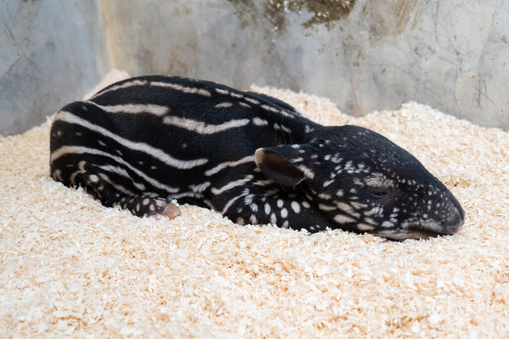 北市動物園迎接新生命! 馬來貘「Putri」順產女寶寶 台北市立動物園傳出好消息,馬來貘「Putri」今(2026)年於 8 月 17 日晚上 23 時 51 分順利產下一仔,是個女生貘寶寶,出生體重 8.6 公斤,出生後不久會開始自行尋找媽媽的奶,大約在 5 點 30 分左右貘寶寶終於喝到初乳,同時也是馬來貘「Putri」的第 2 個寶寶。