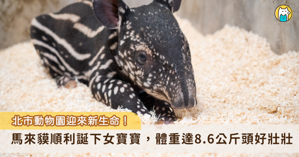 北市動物園迎接新生命! 馬來貘「Putri」順產女寶寶 台北市立動物園傳出好消息,馬來貘「Putri」今(2026)年於 8 月 17 日晚上 23 時 51 分順利產下一仔,是個女生貘寶寶,出生體重 8.6 公斤,出生後不久會開始自行尋找媽媽的奶,大約在 5 點 30 分左右貘寶寶終於喝到初乳,同時也是馬來貘「Putri」的第 2 個寶寶。