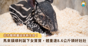 台北市立動物園傳出好消息，馬來貘「Putri」今（2026）年於 8 月 17 日晚上 23 時 51 分順利產下一仔，是個女生貘寶寶，出生體重 8.6 公斤，出生後不久會開始自行尋找媽媽的奶，大約在 5 點 30 分左右貘寶寶終於喝到初乳，同時也是馬來貘「Putri」的第 2 個寶寶。