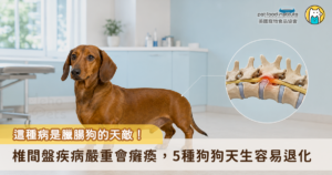 狗狗走路後腳沒力或是突然跛腳走路，看起來像是走累了，但實際上可能是「椎間盤疾病」的前兆，嚴重時會導致四肢癱瘓甚至出現尿失禁。這種病同時也是臘腸狗的天敵，到底椎間盤疾病是什麼？會對狗狗造成哪些影響？椎間盤疾病的高風險族群有哪些？以及該預防和治療？本篇一次帶您認識。